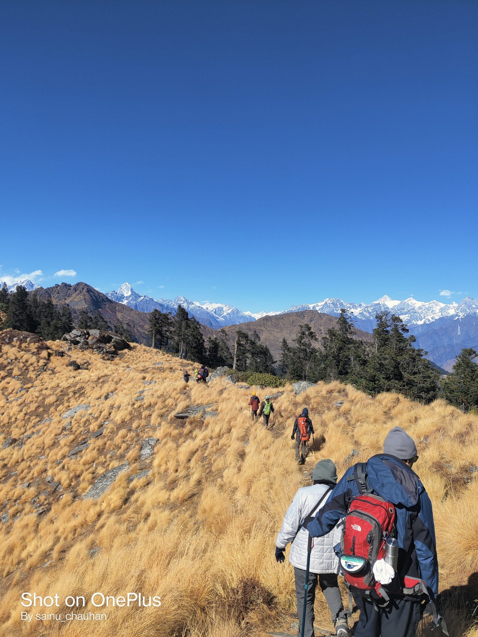 Kauri pass